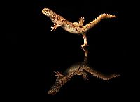 TopRq.com search results: dancing gecko lizard