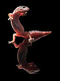 Fauna & Flora: dancing gecko lizard