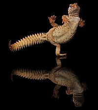 Fauna & Flora: dancing gecko lizard