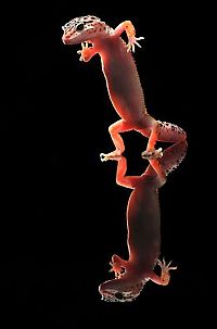 Fauna & Flora: dancing gecko lizard