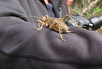 TopRq.com search results: giant weta