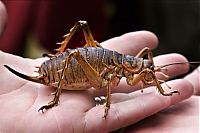 Fauna & Flora: giant weta