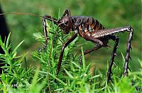 TopRq.com search results: giant weta