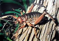 Fauna & Flora: giant weta