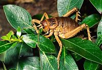 Fauna & Flora: giant weta