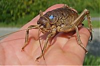 Fauna & Flora: giant weta