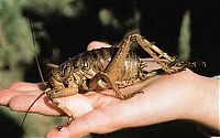 Fauna & Flora: giant weta