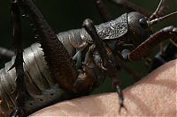 Fauna & Flora: giant weta