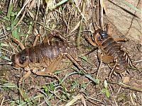 Fauna & Flora: giant weta