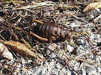 Fauna & Flora: giant weta