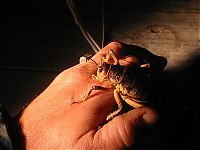 TopRq.com search results: giant weta