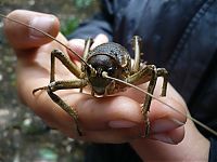 Fauna & Flora: giant weta