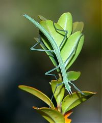 Fauna & Flora: giant insect