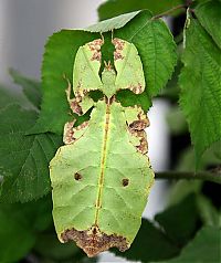 Fauna & Flora: giant insect