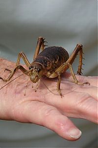 Fauna & Flora: giant insect