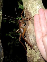 Fauna & Flora: giant insect