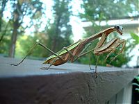 Fauna & Flora: giant insect