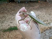 Fauna & Flora: giant insect