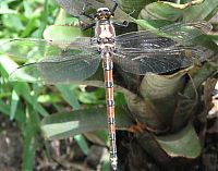 Fauna & Flora: giant insect