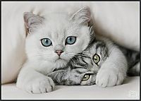 Fauna & Flora: cute cat