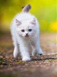 Fauna & Flora: cute cat