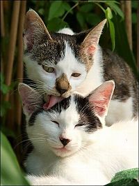 Fauna & Flora: cute cat