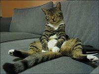 cute cat