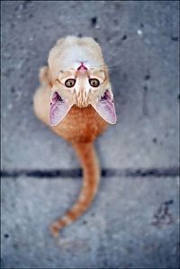 Fauna & Flora: cute cat