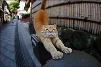 cute cat