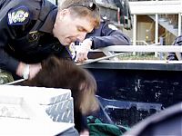 Fauna & Flora: Bear cub caught in garbage truck in downtown Vancouver, Canada