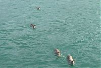 Fauna & Flora: Four deer saved from water, Stephens Passage, Alexander Archipelago, Alaska, United States