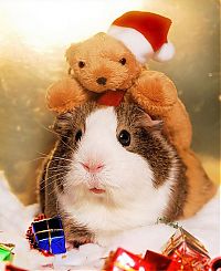 TopRq.com search results: cute animal dressed for christmas