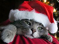 TopRq.com search results: cute animal dressed for christmas