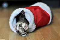 TopRq.com search results: cute animal dressed for christmas