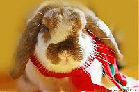 TopRq.com search results: cute animal dressed for christmas