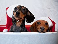 TopRq.com search results: cute animal dressed for christmas