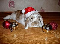 TopRq.com search results: cute animal dressed for christmas