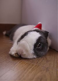 TopRq.com search results: cute animal dressed for christmas