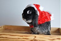 Fauna & Flora: cute animal dressed for christmas