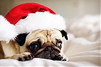 TopRq.com search results: cute animal dressed for christmas