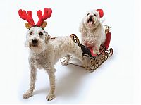 TopRq.com search results: cute animal dressed for christmas