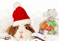 TopRq.com search results: cute animal dressed for christmas