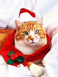 TopRq.com search results: cute animal dressed for christmas