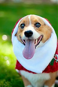 Fauna & Flora: cute animal dressed for christmas