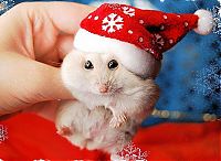 Fauna & Flora: cute animal dressed for christmas