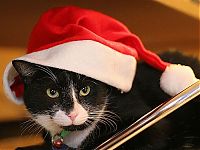 Fauna & Flora: cute animal dressed for christmas