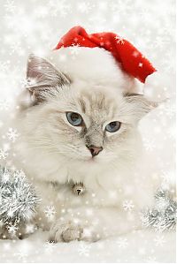 TopRq.com search results: cute animal dressed for christmas