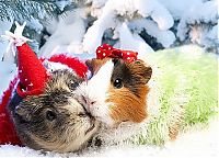 TopRq.com search results: cute animal dressed for christmas