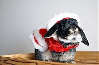 TopRq.com search results: cute animal dressed for christmas