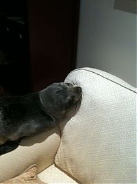 TopRq.com search results: baby seal visited a house